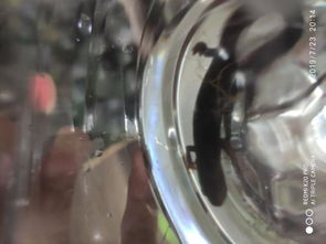 下水道里跑出來的形似蠑螈的東西